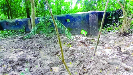 Image of এম এম তৌহিদুর রহমান